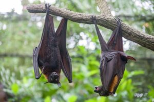 Nipah Virus Outbreak